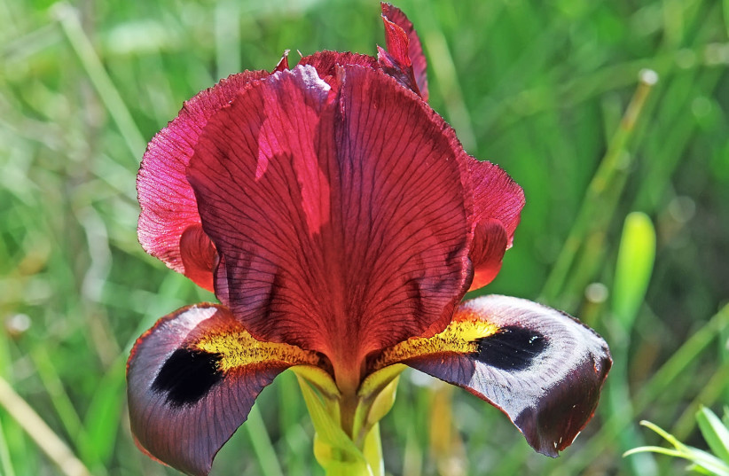 The Coastal Iris (photo credit: ITSIK MAROM)