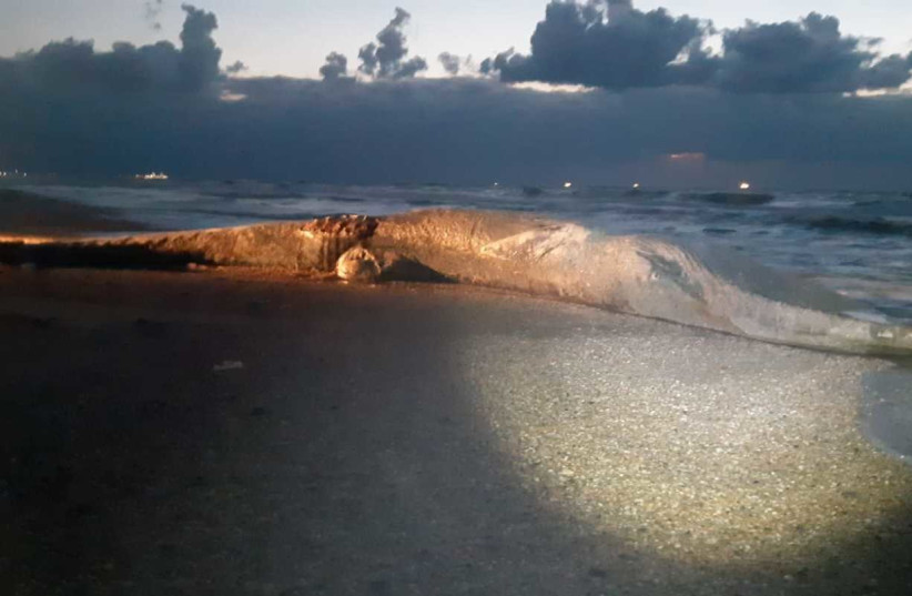 A baby common whale which washed up on the shore of Nitzanim Beach in southern Israel, Feb. 18, 2021. (photo credit: DAVID HALFON/NATURE AND PARKS AUTHORITY)