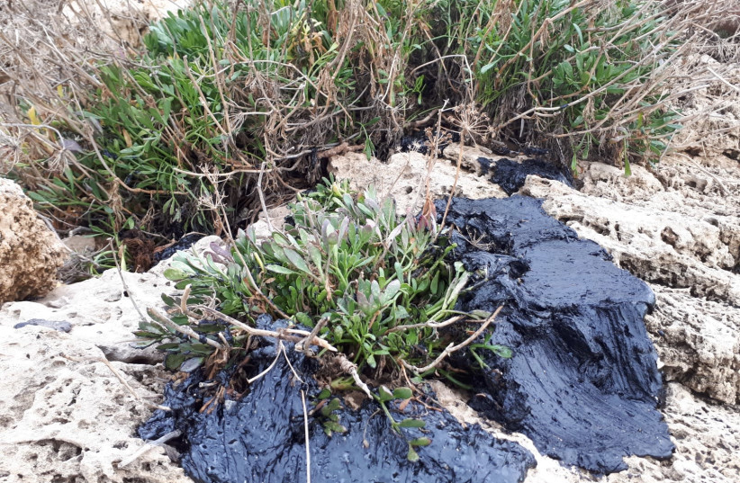 Several tons of tar which floated onto Israel's shores from an unknown source have already caused massive damage to local wildlife, and threaten to contaminate the local groundwater. (photo credit: AVSHALOM SASSONI/MAARIV)