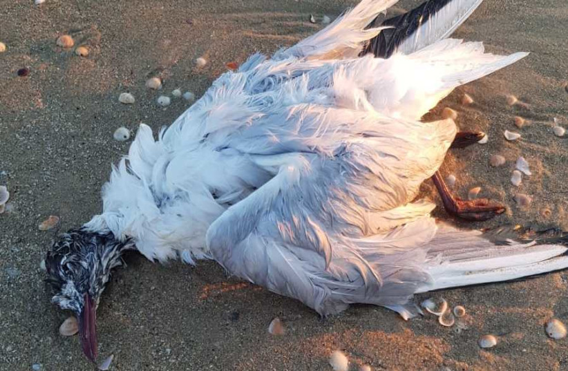 A dead bird is inspected by volunteers after several tons of tar which floated onto Israel's shores from an unknown source have already caused massive damage to local wildlife. (photo credit: AVSHALOM SASSONI/MAARIV)