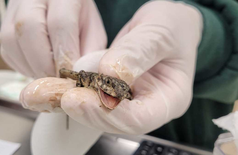 Veterinarians at the Safari Wildlife Hosipital in Ramat Gan treat an agamid lizard which was injured by a recent oil spill. Feb. 21, 2021. (photo credit: COURTESY OF THE SAFARI'S WILDLIFE HOSPITAL)