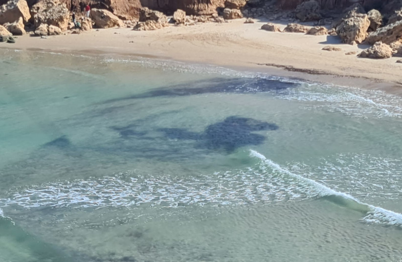 Tar pollution on the shore of Israel  (photo credit: CEO OF THE NATURE AND PARKS AUTHORITY SHAUL GOLDSTEIN)