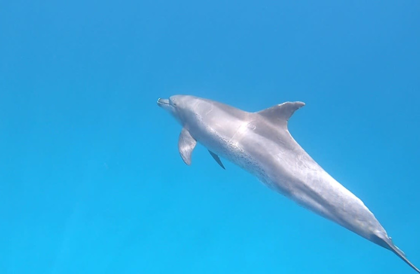Un grand dauphin de l'Indo-Pacifique repéré à Eilat (crédit : OMRI OMSI / ISRAEL NATURE AND PARKS AUTHORITY)