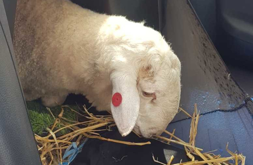 Police pulled over a driver to find a concealed sheep in his car on Tuesday March 9 2021  (photo credit: POLICE SPOKESPERSON'S UNIT)