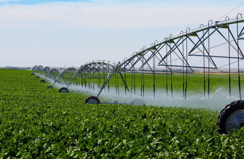 An irrigation pivot watering a field of turnips. (credit: ING IMAGE)