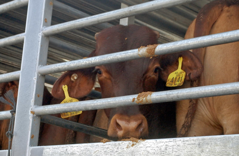 Livestock transported in live animal shipments. (photo credit: ANIMALS NOW)