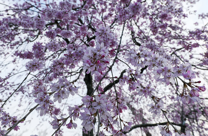 Kyoto's cherry blossom (credit: ILAN ROGERS)