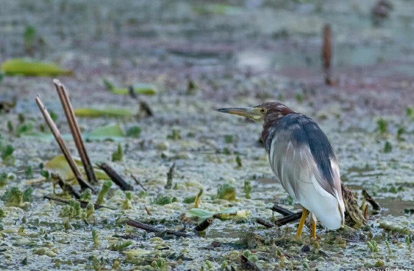 A Chinese pond heron is spotted at Jerusalem's Botanical Gardens. (credit: DR. YOAV PERLMAN/SOCIETY FOR THE PROTECTION OF NATURE IN ISRAEL)
