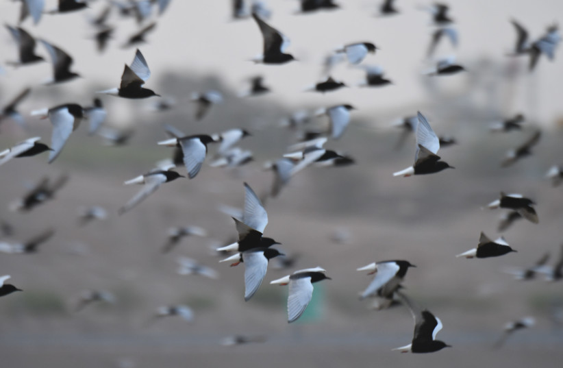 A huge group of white-winged terns are seen flocking to Eilat. (photo credit: NOAM WEISS/INTERNATIONAL BIRDING & RESEARCH CENTER EILAT (IBRCE))