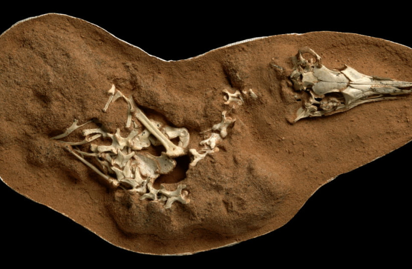 The fossilized skeleton of the small bird-like dinosaur Shuvuuia deserti is seen in this undated handout image.  (credit: MICK ELLISON/AMNH/HANDOUT VIA REUTERS)