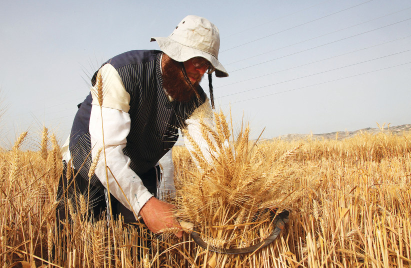 On the kibbutz, Shavuot is a time for remembering movement's glory days - Israel News - Vimarsana News