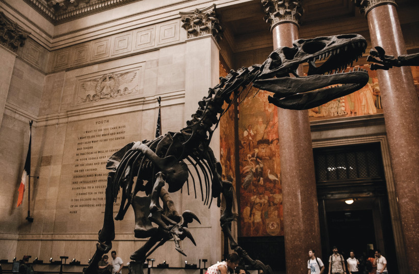 TYRANNOSAURUS REX fossil at the American Museum of Natural History, New York (photo credit: ADITYA VYAS/UNSPLASH)
