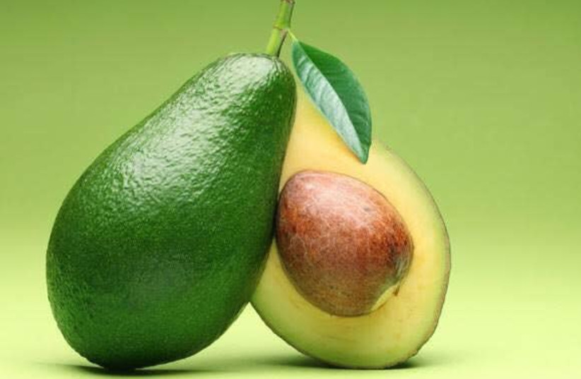 Israel exports about 45% of its avocado produce. (photo credit: AGROMASHOV)