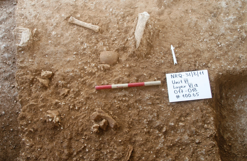 Skull found at the site among other items at Nesher Ramla. (photo credit: DR. YOSSI ZAIDNER)