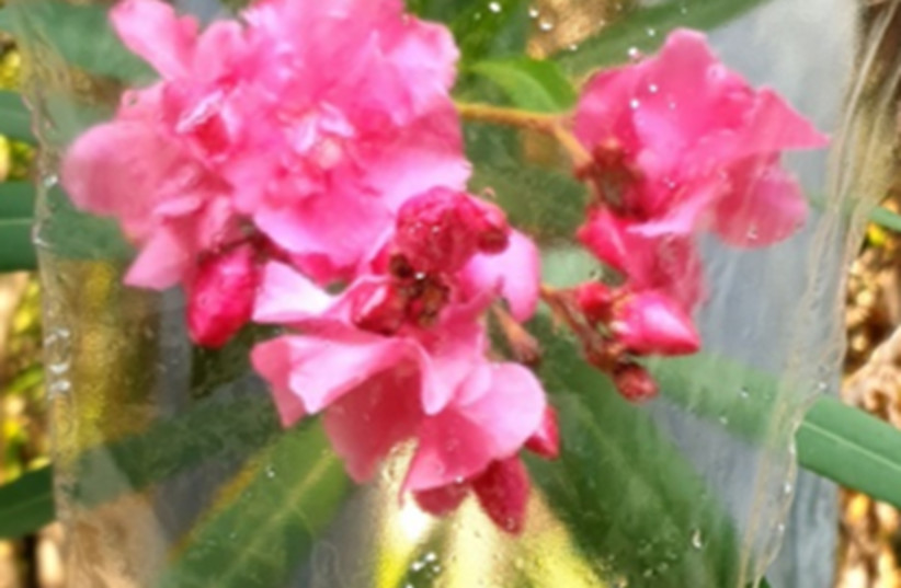 The new Technion-made biopolymer above an oleander shrub. (photo credit: TECHNION)