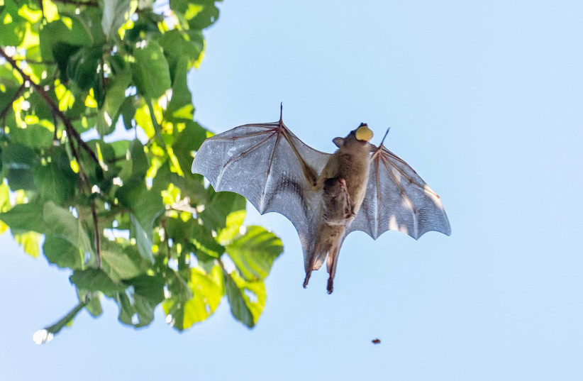 Egyptian fruit bats were the subject of a study by Tel Aviv University researchers. (credit: YUVAL BARKAI/TEL AVIV UNIVERSITY)