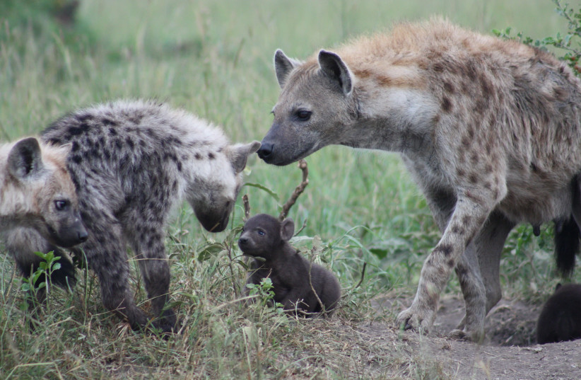Spotted hyenas studied in Kenya, July 2021.  (credit: KATE SHAW YOSHIDA)