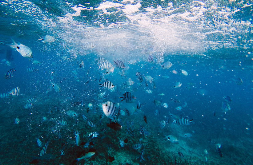 One of the highlights of Eilat is seeing fish like these while snorkeling or diving (photo credit: JEREMY WERMEILLE/UNSPLASH)