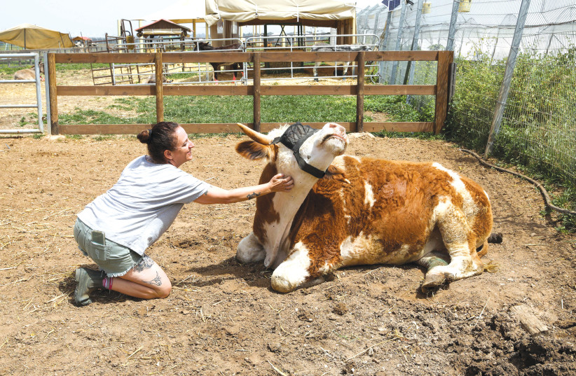 Gali Savaryego tends to Nir, a calf with an artificial leg and eye cover that protects him from flies, at Freedom Farm on Moshav Olesh. (credit: MARC ISRAEL SELLEM)