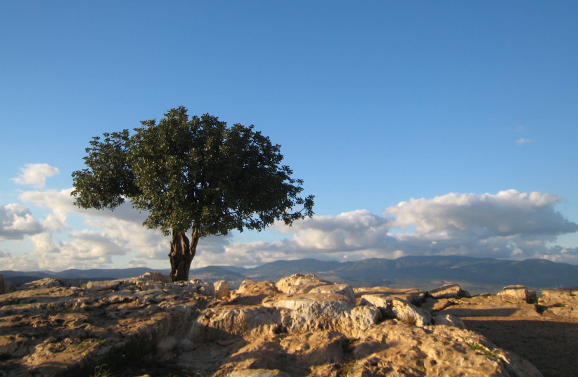 A tree grows in the Galilee, in Israel's North. (credit: FLICKR COMMONS/JTA)