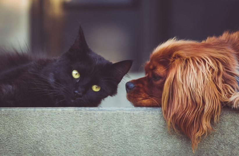 Healthy pets can transmit dangerous microbes to humans and vice versa
