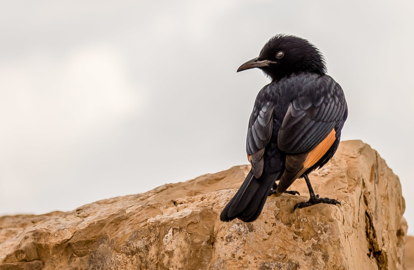  Tristram's starling in Masada. Why not take a detective course at the Nili and David Jerusalem Bird Observatory and find such pretty birds yourself? (photo credit: Wikimedia Commons)