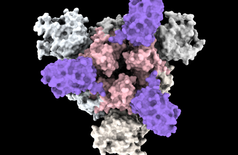 Nano-antibodies [in purple] settle on the spike of the corona virus. (photo credit: Photo from Dr. Dina Schneidemann's laboratory)