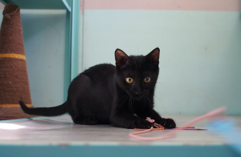  Black cat Kimi is seen with string. (credit: Genia Pendior)