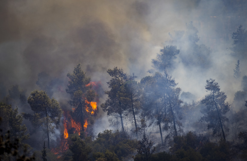     Trees were burned after a huge fire broke out in a forest near Beit Meir, outside Jerusalem yesterday.  Firefighters are continuing efforts to extinguish the fire.  August 16, 2021. (credit: OLIVIER FITOUSSI / FLASH90)