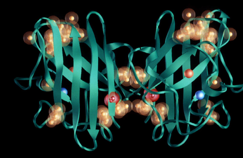  Illustrative image of an enzyme (photo credit: REUTERS)