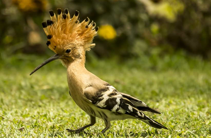  The Hoopoe bird (photo credit: Wikimedia Commons)