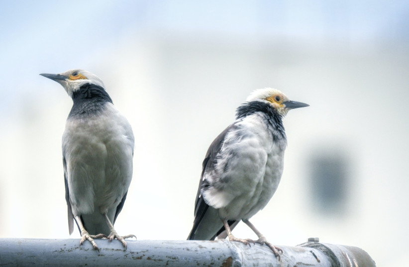 Birds of a different gender need a break from each other - so split to different temperate areas. (photo credit: Thomas Kinto/Unsplash)