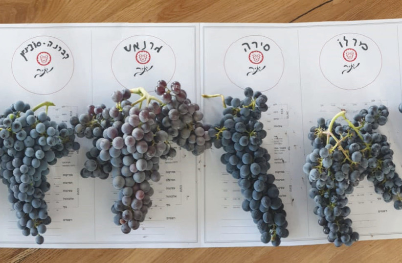  BUNCHES OF grapes at Yatir Winery (from left): Petit Verdot, Cabernet Sauvignon, Grenache, Syrah, Merlot, Cinsault.  (credit: Ariel Nitzan)