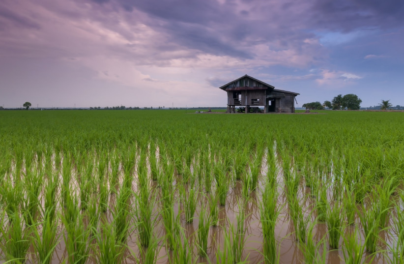 Rice field (credit: WIKIPEDIA COMMONS)