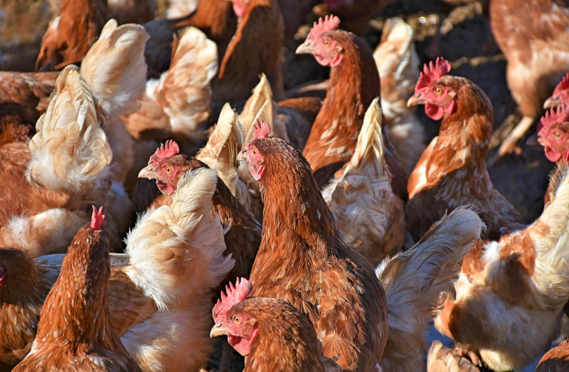  A flock of chickens (Illustrative). (photo credit: PIXABAY)