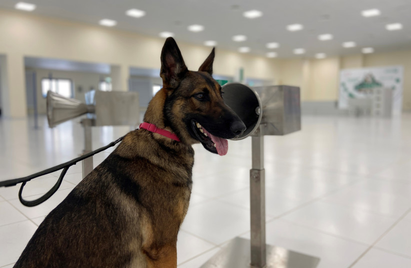  A dog that has been trained by Dubai Police K-9 unit to sniff out COVID-19 is pictured in Dubai, United Arab Emirates, September 13, 2021. (credit: REUTERS/ABDEL HADI RAMAHI)