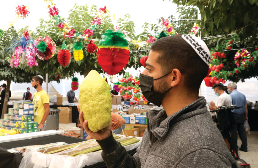  A young man holds up a giant etrog at a Sukkot market in Jerusalem. (photo credit: MARC ISRAEL SELLEM)