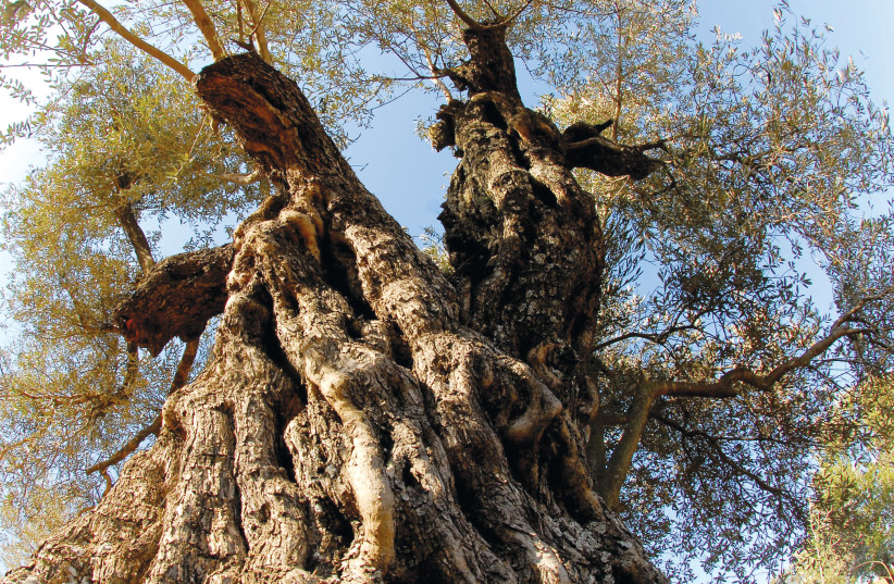  What is the essential difference between the vine and the olive tree? (photo credit: MARK NEYMAN/GPO)