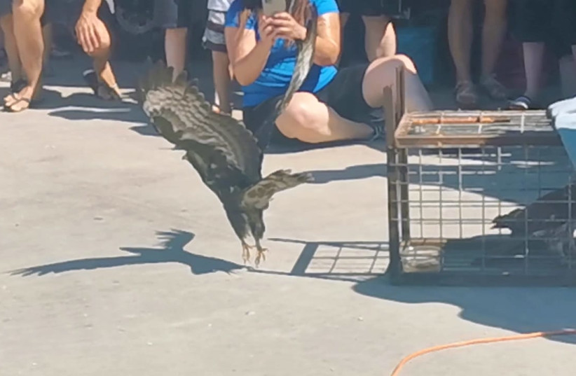  An injured European honey buzzard treated by the Israel Nature and Parks Authority's hospital for wild animals is released back into nature on September 27, 2021 (credit: AVITAL LOVEN/ISRAEL NATURE AND PARKS AUTHORITY)