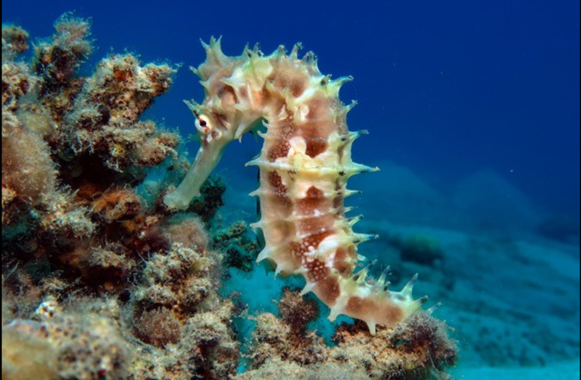  A short-snouted seahorse clinging to coral in the Red Sea (photo credit: Courtesy of Tel Aviv University)