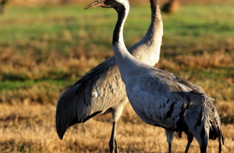  Two common cranes are seen in the Hula Valley in Israel's North. (credit: JONATHAN MEIRAV / SPNI)