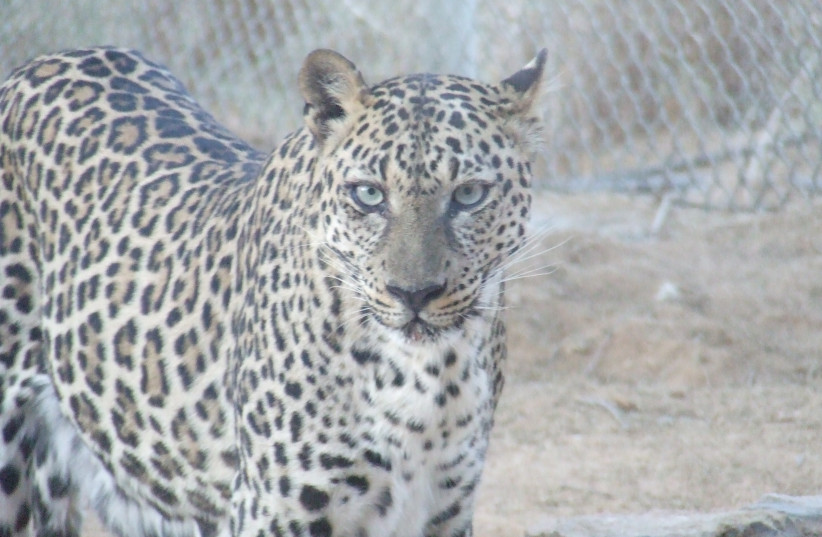 Arabian leopard in the Breeding Centre for Endangered Arabian Wildlife, Sharjah, United Arab Emirates (photo credit: By עמוס חכמון - Own work, CC BY-SA 3.0, https://commons.wikimedia.org/w/index.php?curid=5522996)