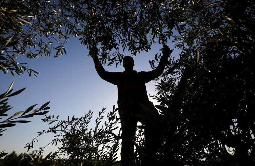  Palestinians collect olives from a tree during the annual harvest season, east of Al-Bureij refugee camp in the central Gaza Strip, on September 26, 2021. (photo credit: ABED RAHIM KHATIB/FLASH90)