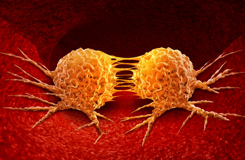  Dividing cancer cell (photo credit: INGIMAGE)