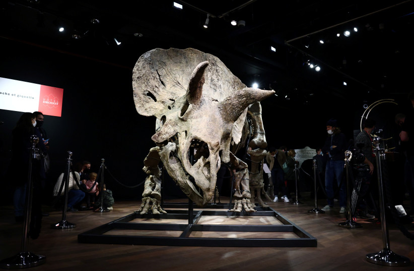  The skeleton of a gigantic Triceratops goes under the hammer at Paris auction house (photo credit: REUTERS/SARAH MEYSSONNIER)