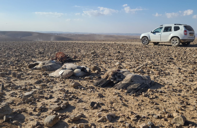 Nature and Parks Authority investigators discovered the remains of nine endangered vultures in southern Israel after they were poisoned and killed, October 24, 2021 (photo credit: EYAL BEN GIAT / NATURE AND PARKS AUTHORITY)
