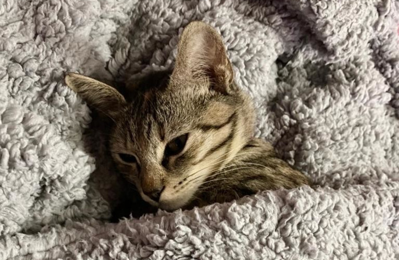 Artemis, a kitten formerly living on the streets, is now in a loving home. (photo credit: Shira Silkoff)