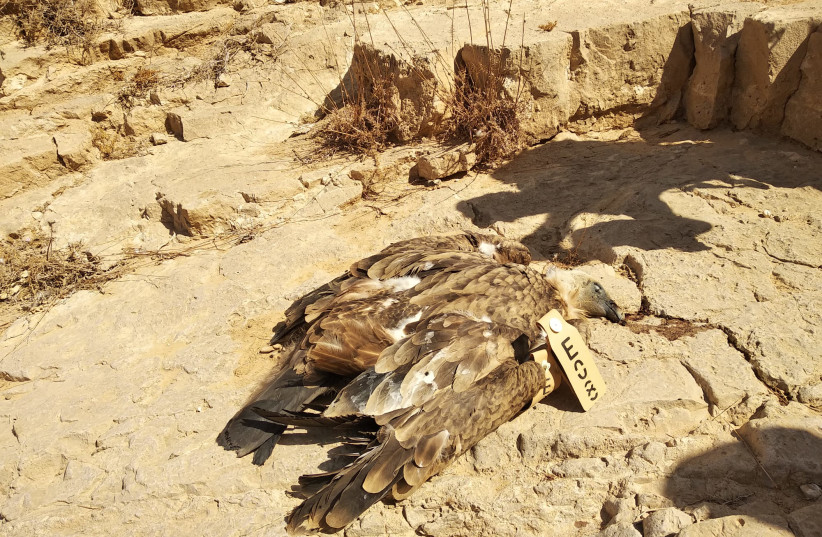An endangered vulture is found dead from poisoning in Israel's South, on October 27, 2021. (credit: Gal Margalit)