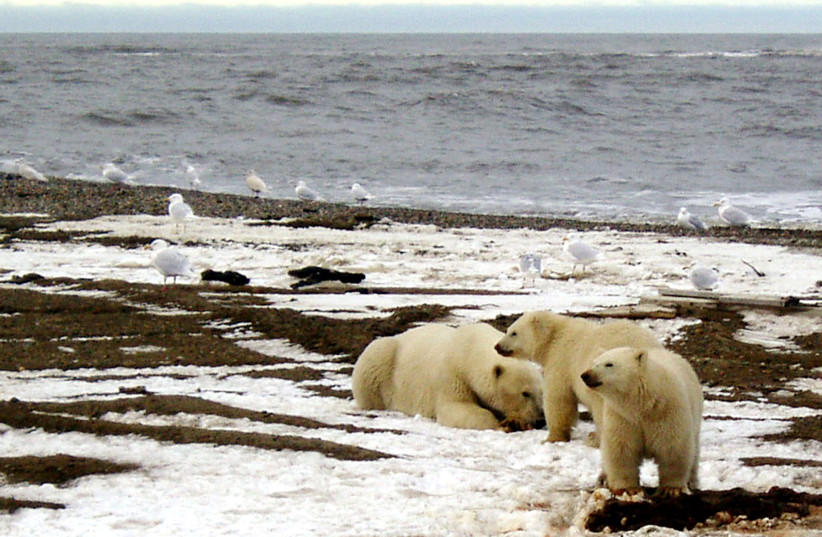 POLAR BEARS are seen within the 1002 Area of the Arctic National Wildlife Refuge (credit: REUTERS/HANDOUT/US FISH AND WILDLIFE SERVICE ALASKA IMAGE LIBRARY)