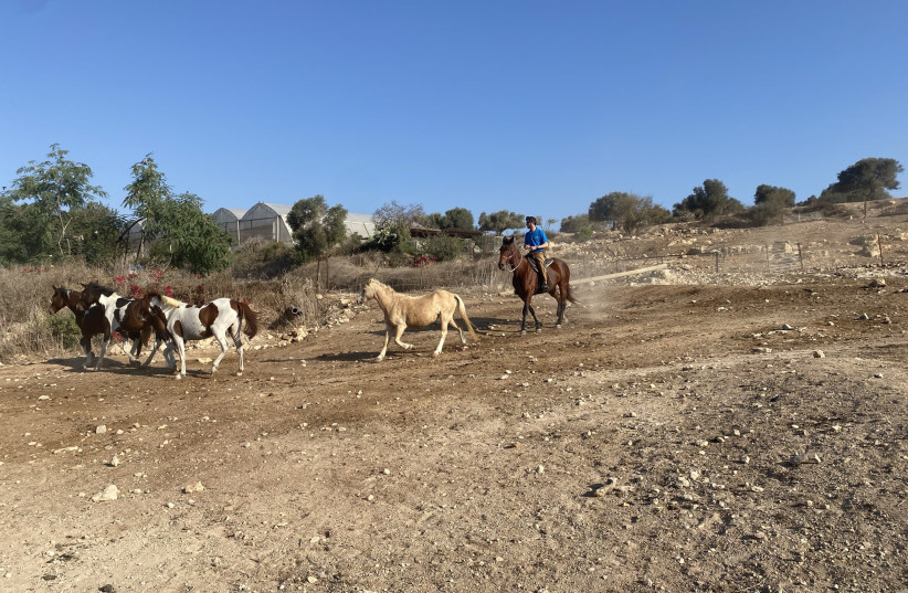 RANCHO MENIS HORSE FARM (credit: MEITAL SHARABI)